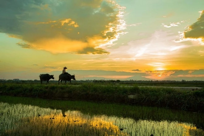 Khung cảnh hoàng hôn tuyệt đẹp trên cánh đồng rau Quế, tạo nên một không gian yên bình và thư giãn