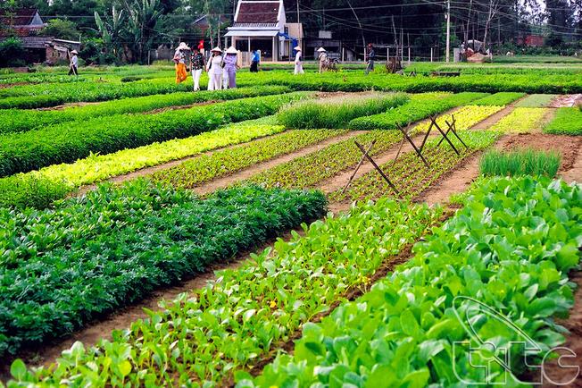 Cánh đồng rau xanh mướt tại làng rau Quế ở Hội An, nơi nổi tiếng với các loại rau thơm và cây trồng truyền thống