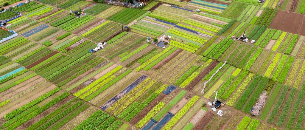 Bản đồ minh họa vị trí địa lý thuận lợi của làng rau Quế Hội An, gần sông và đường chính.