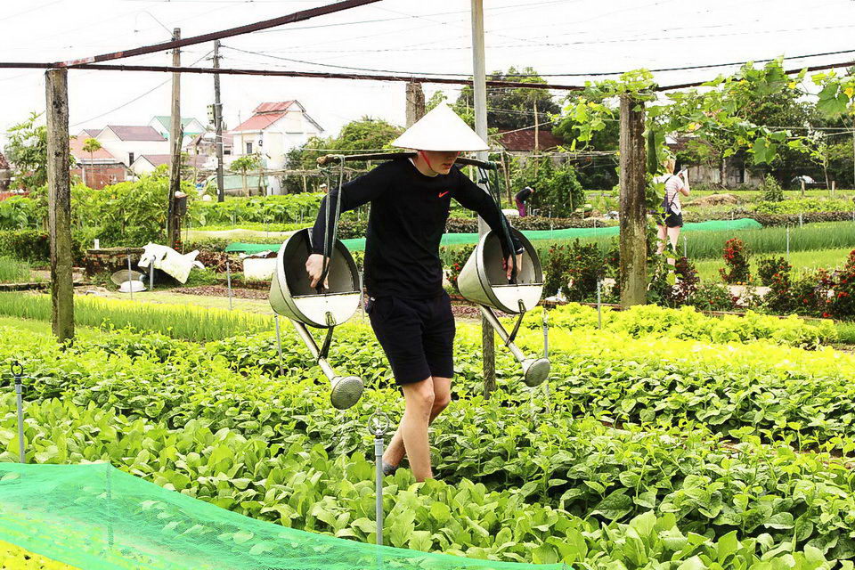 Người nông dân làng rau Quế sử dụng các phương pháp canh tác truyền thống, như tưới nước bằng cách gánh nước từ sông lên ruộng