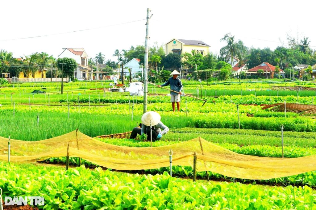 Tấm biển hướng dẫn và lưu ý cho du khách khi tham quan làng rau Quế, nhằm bảo vệ môi trường và giữ gìn nét đẹp tự nhiên