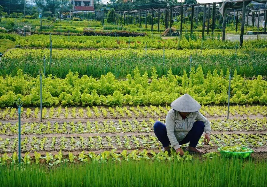 A peaceful scene of Tra Que Vegetable Village in Hoi An, showcasing lush green fields of herbs and vegetables under the morning sun.