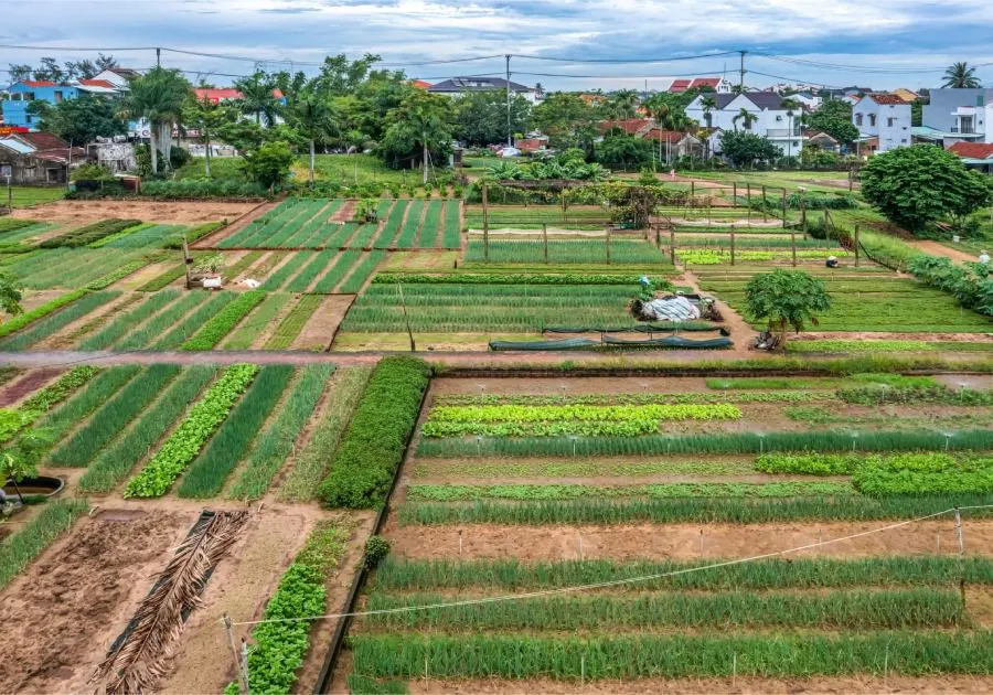 Farmers working in Tra Que Vegetable Village, Hoi An, planting fresh herbs amidst vibrant green rows of crops.