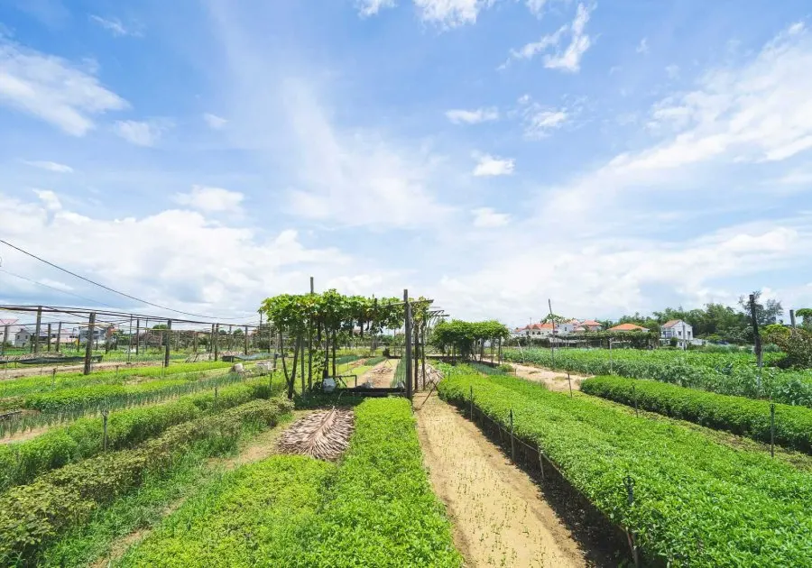 A peaceful scene of Tra Que Vegetable Village in Hoi An, showcasing lush green fields of herbs and vegetables under the morning sun.