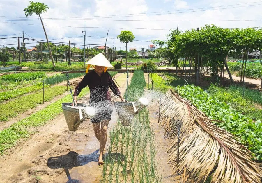 Farmers working in Tra Que Vegetable Village, Hoi An, planting fresh herbs amidst vibrant green rows of crops.