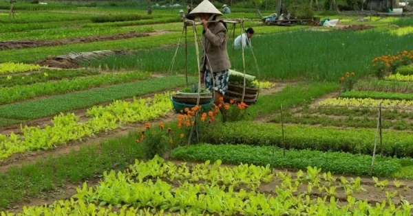 A peaceful scene of Tra Que Vegetable Village in Hoi An, showcasing lush green fields of herbs and vegetables under the morning sun.