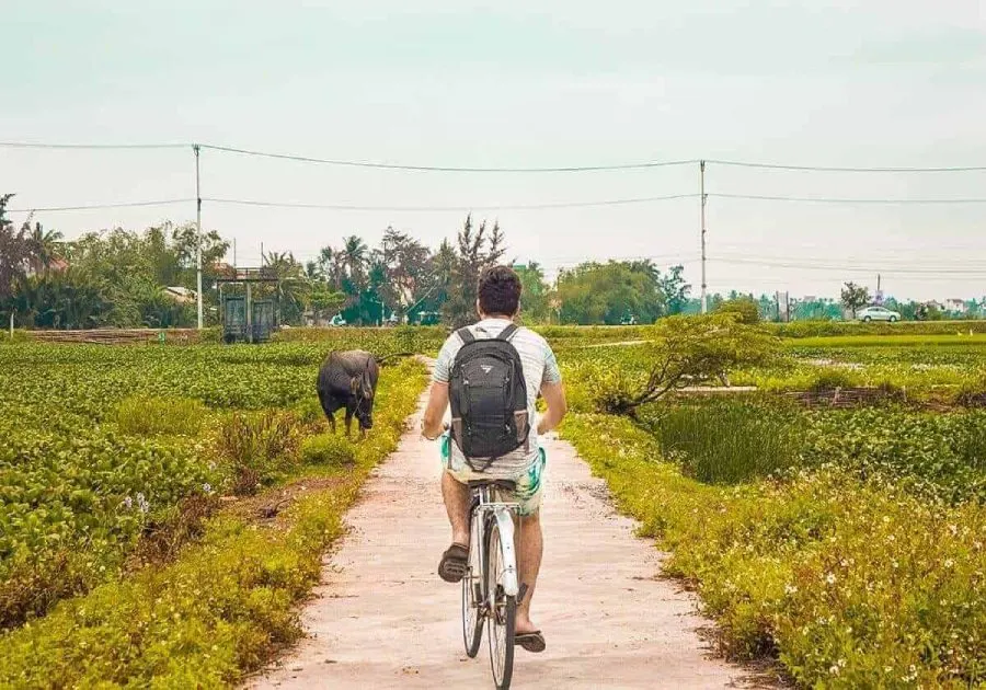 Farmers working in Tra Que Vegetable Village, Hoi An, planting fresh herbs amidst vibrant green rows of crops.