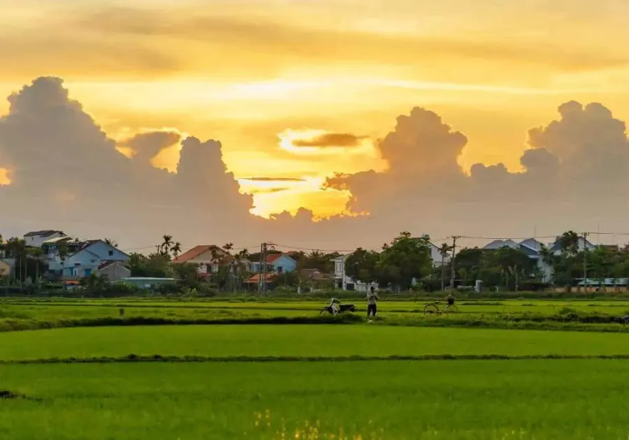 A peaceful scene of Tra Que Vegetable Village in Hoi An, showcasing lush green fields of herbs and vegetables under the morning sun.