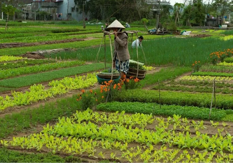 A peaceful scene of Tra Que Vegetable Village in Hoi An, showcasing lush green fields of herbs and vegetables under the morning sun.